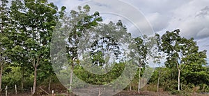 View sky, tree, and earth ,cloude