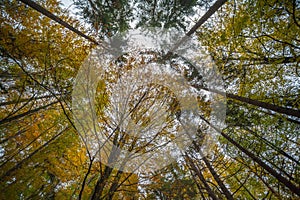 a view of the sky through the trees from below the leaves and branches of the trees