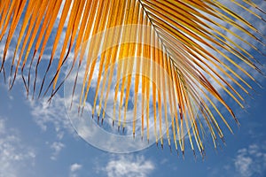 A view of the sky in a tropical country through a yellow palm leaf. Dominican Republic, sunny beach, palm trees, on the