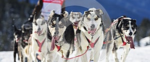 View of sled dog race on snow photo