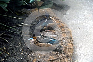 View of a sleeping duck on the shore