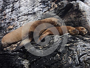 View of sleeping sea lions on a rocky island