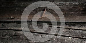 View of slugs crawling on the wall