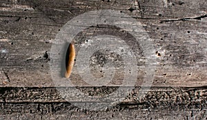 View of slugs crawling on the wall