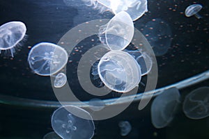 View of a smack of jellyfish swimming underwater