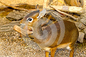 A view of a small antelope in the wild. Dikdik.