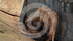 View of a small bison eating a tree branch.