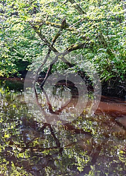 A small brown river, trees fall into the water, low river calm,.summer forest river reflection landscape