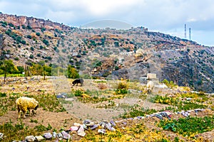 View of small field situated on the saiq plateau at the jebel akhdar mountain in Oman