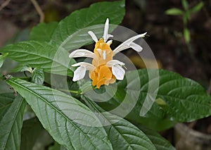 View of a small flower inflorescence on a golden shrimp plant with emerging flowers