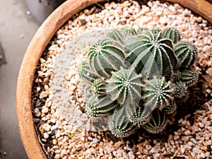 View small green cactus plant in pot