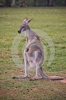 View of small grey kangaroo staying on his back legs at Lone Koala Sanctuary