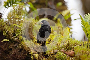 View of Small Ground Finch  Geospiza fuliginosa  in the Galapagos