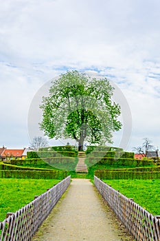 View of a small hill situated in the Kvetna zahrada garden in Kromeriz with a tree in the center....IMAGE