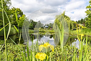 View of a small house behind this pond with reeds, blooming water lilies, yellow iris and many other water plants in a beautiful g