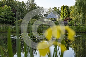 View of a small house behind this pond with reeds, blooming water lilies, yellow iris and many other water plants in a beautiful g