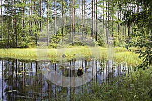 View of a small idyllic pond in a Swedish forest