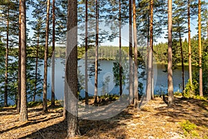 View from a small lake in a forest in Sweden