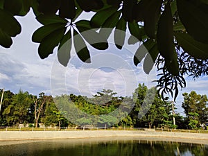View of a small lake under a tree surrounded by a fence