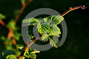 View on small leaves of raspberry bush in our garden. Black background. Golden hour. Rubus idaeus