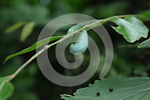 View of a small light blue slug stick into a curry leaf