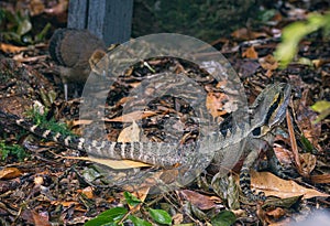 View of small lizard in the forest park at Lone Koala Sanctuary, Brisbane