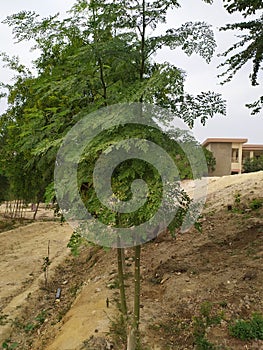 A view of small morinaga tree alone on