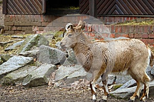 View of a small mountain ram on the stone