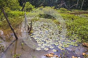 View of a small pond with undisturbed lily pads