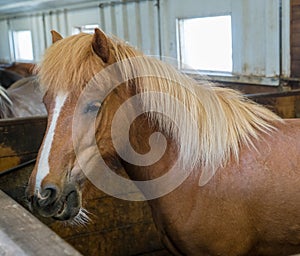 View of the small pony-like Icelandic horse, a breed of horse developed in Iceland. Used for