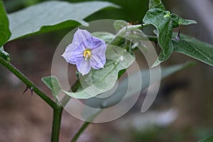 View of a small purple colored Eggplant flower