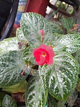 The view of a small red flower. Its leaf looks like Daun Sirih.