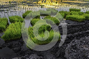 View of small rice plant prepare before planting in rice-farm