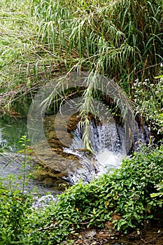 Wild stream in junggle