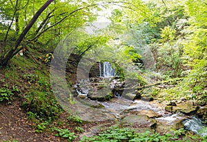 view of a small waterfall in the woods