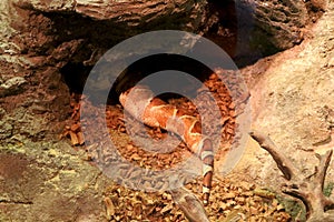 View of snake sleeping inside small cave photo