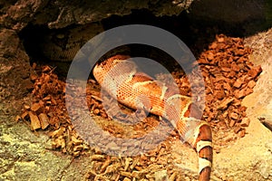 View of snake sleeping inside small cave photo