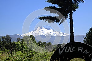 View on snow capped black cone of Volcano Llaima at Conguillio in central Chile framed by pine trees Araucaria araucana