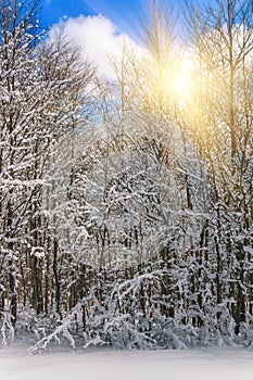 View of snow-covered conifer trees and snow flakes at sunrise. Merry Christmas's or New Year's background.