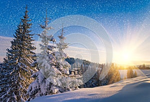 View of snow-covered conifer trees and snow flakes at sunrise. Merry Christmas's or New Year's background.
