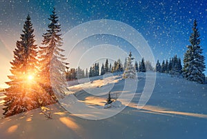 View of snow-covered conifer trees and snow flakes at sunrise. Merry Christmas's or New Year's background.