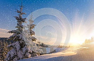 View of snow-covered conifer trees and snow flakes at sunrise. Merry Christmas's or New Year's background.