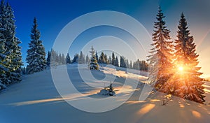 View of snow-covered conifer trees at sunrise. Merry Christmas's or New Year's background.