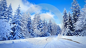 View of snow-covered coniferous trees and an airplane in the blue sky in the background.