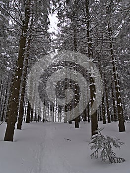 View of snow-covered footpath leading through forest of spruce trees with bare trunks in winter near Schliffkopf, Germany.