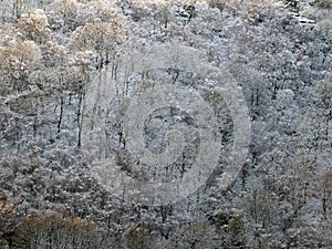 View of snow covered forest with hoarfrost covered trees in bright sunlight