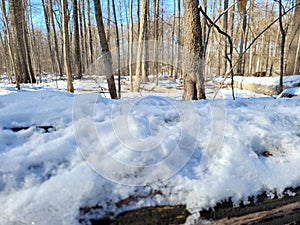 View From a Snow-Covered Log
