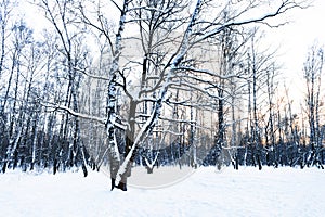 View of snow-covered meadow in park in winter