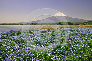 View of snow covered Mount Fuji and lake Kawaguchiko