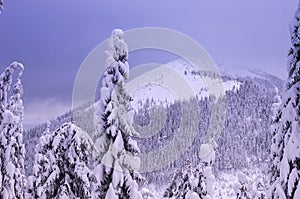 View of the snow-covered mountains with the front background. Snow-covered firs in the foreground.